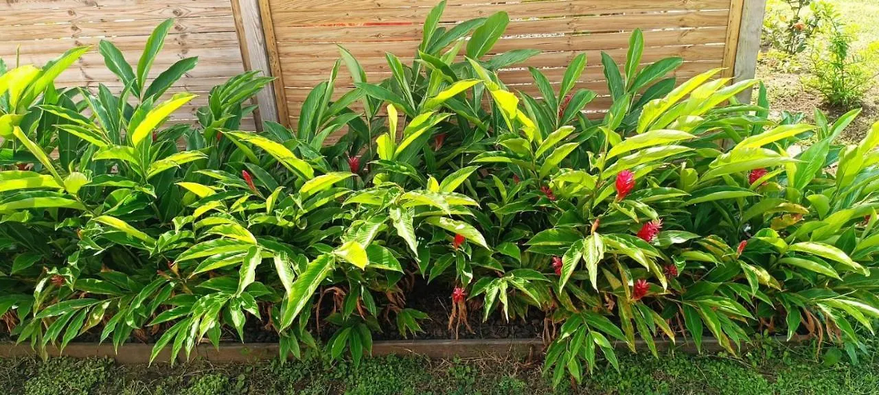 Gîte Poz Kreyol Port-Louis 0*,  Guadeloupe